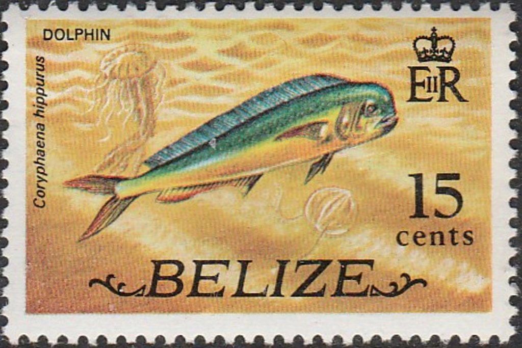 Common Dolphinfish (Coryhaena hippurus)