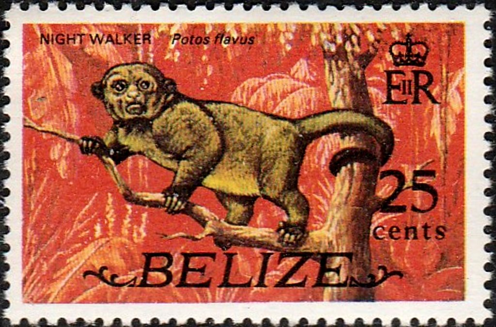 Kinkajou (Potos flavus)