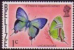 Regal Hairstreak (Thecla regalis)