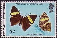 Dirce Beauty (Colobura dirce)