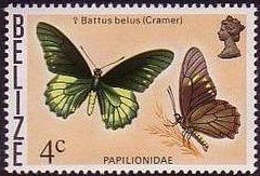Belus Swallowtail (Battus belus)
