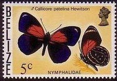 Blue-stitched Eighty-eight (Callicore patelina)