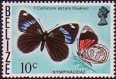 Navy Eighty-eight (Callicore astala)