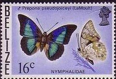 Shaded-blue Leafwing (Prepona pseudojoiceyi)