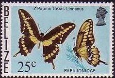 King Swallowtail (Papilio thoas)