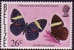 Stamp, Queen Cracker Butterfly (Hamadryas arethusa), Belize,  , Insects, Butterflies