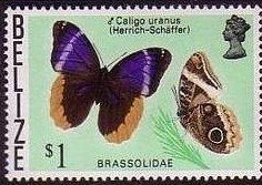 Gold-edged Owl-Butterfly (Caligo uranus)