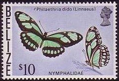 Dido Longwing (Philaethria dido)