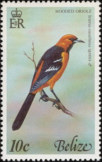 Hooded Oriole (Icterus cucullatus)