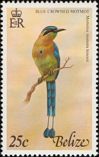 Blue-diademed Motmot (Momotus momota lessonii) 