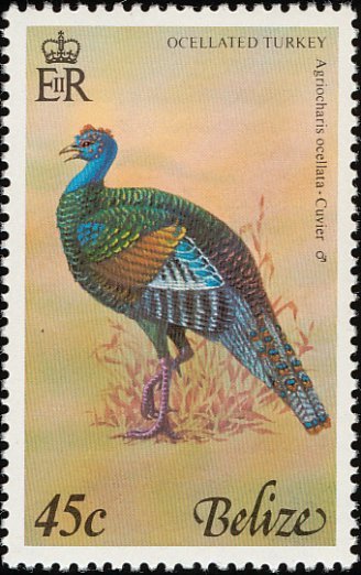 Ocellated Turkey (Meleagris ocellata)