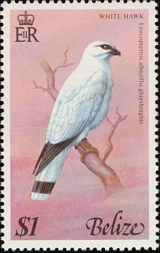 Northern White Hawk (Leucopternis albicollis ghiesbreghti)
