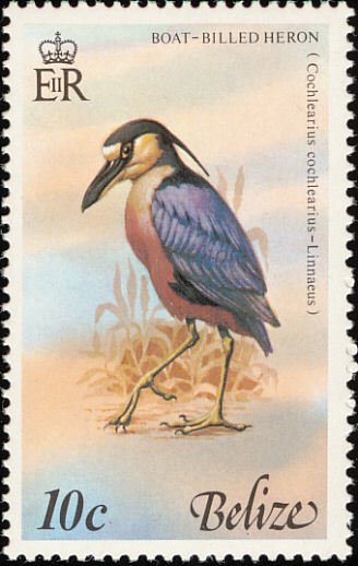 Boat-billed Heron (Cochlearius cochlearius)