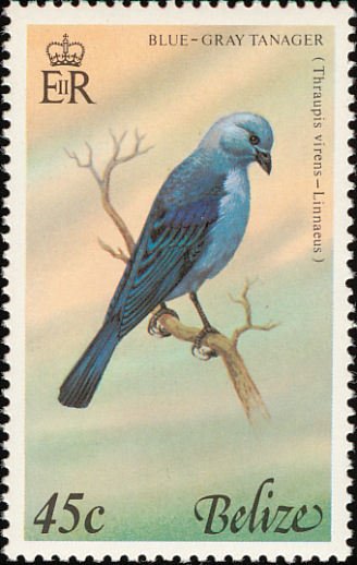 Blue-gray Tanager (Thraupis episcopus)