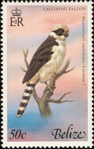 Laughing Falcon (Herpetotheres cachinnans)