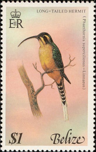 Long-tailed Hermit (Phaethornis superciliosus)