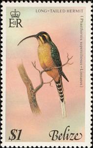 Stamp, Long-tailed Hermit (Phaethornis superciliosus), Belize,  , Birds