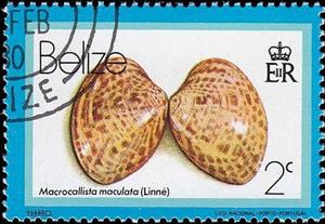 Stamp, Calico Clam (Macrocallista maculata), Belize,  , Shells