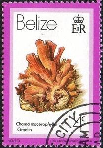 Stamp, Leafy Jewel Box Clam (Chama macerophylla), Belize,  , Shells