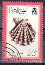 Knobby Scallop (Chlamys imbricata)