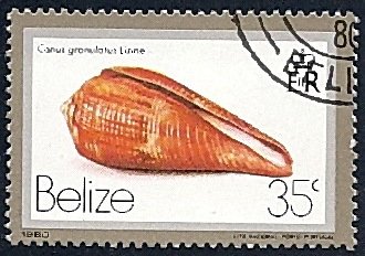 Glory-of-the-Atlantic Cone (Conus granulatus)