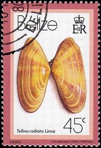 Stamp, Sunrise Tellin (Tellina radiata), Belize,  , Shells
