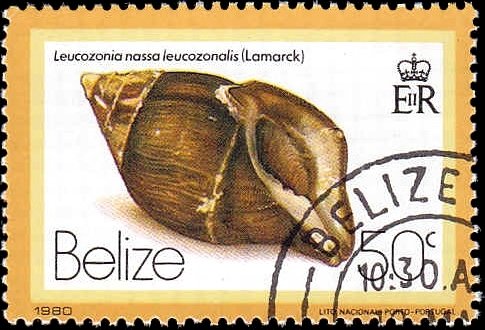 (Leucozonia nassa leucozonalis)