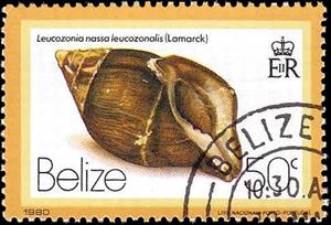 Stamp, (Leucozonia nassa leucozonalis), Belize,  , Shells