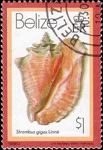 Queen Conch (Lobatus gigas)