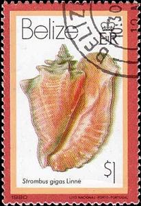 Stamp, Queen Conch (Lobatus gigas), Belize,  , Shells
