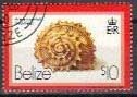 Stamp, (Arene cruentata), Belize,  , Shells