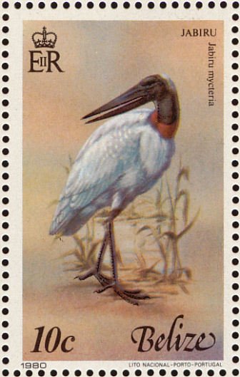 Jabiru (Jabiru mycteria) 