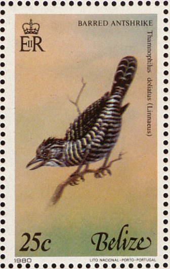Barred Antshrike (Thamnophilus doliatus)