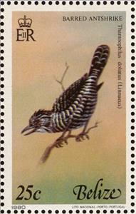 Stamp, Barred Antshrike (Thamnophilus doliatus), Belize,  , Birds