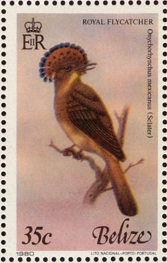 Northern Royal-Flycatcher (Onychorhynchus mexicanus)