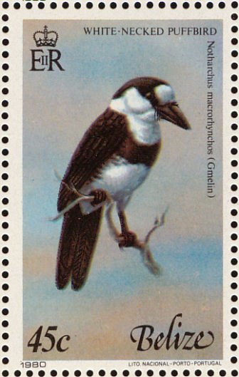 White-necked Puffbird (Notharchus hyperrhynchus)