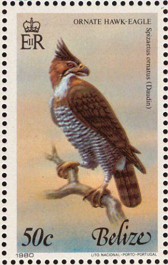 Ornate Hawk-eagle (Spizaetus ornatus)