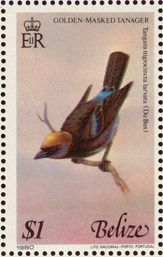 Golden Masked Tanager (Tangara larvata)