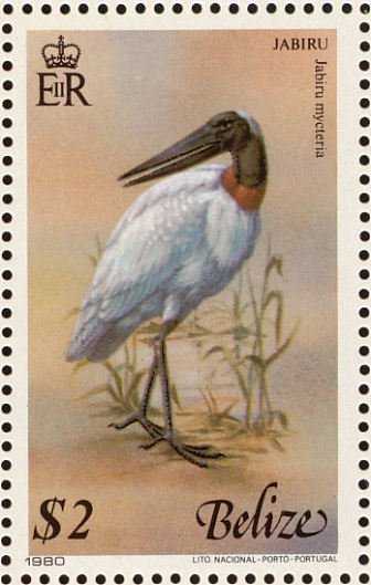 Jabiru (Jabiru mycteria)