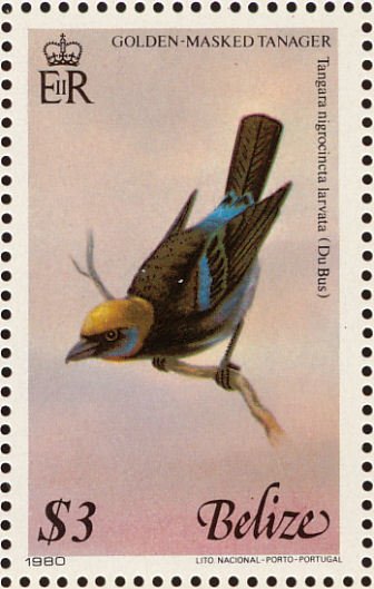 Golden Masked Tanager (Tangara larvata)