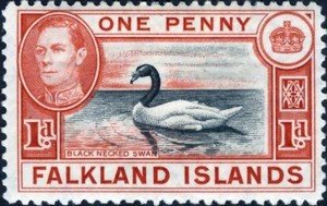 Stamp, Black-necked Swan (Cygnus melanocoryphus), Falkland Islands,  , Landscapes, Birds, Animals (Fauna)