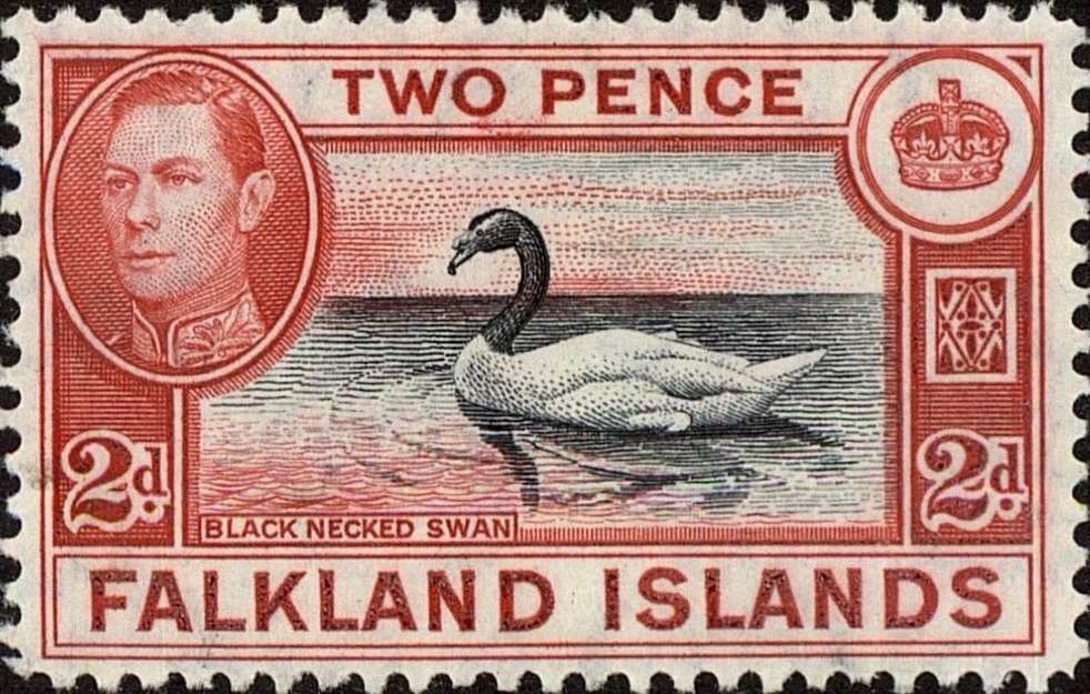 Black-necked Swan (Cygnus melanocoryphus)
