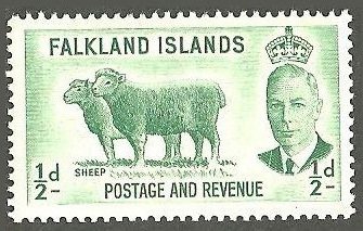 Domestic Sheep (Ovis ammon aries)