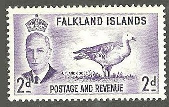 Upland Goose (Chloephaga picta) 