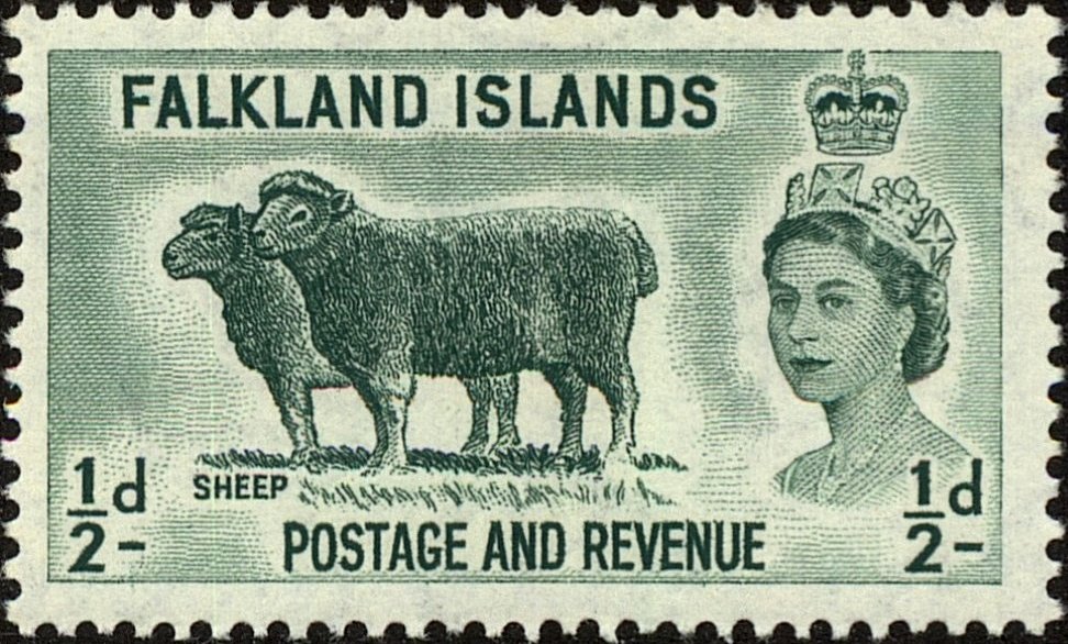 Domestic Sheep (Ovis ammon aries)
