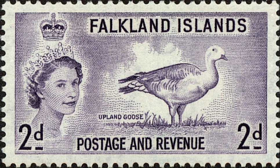 Upland Goose (Chloephaga picta)