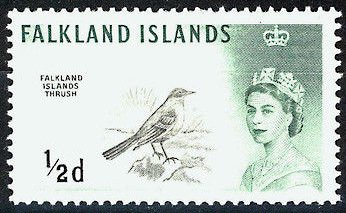 Austral Trush (Turdus falklandicus)