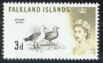 Stamp, Upland Goose (Chloephaga picta) , Falkland Islands,  , Birds