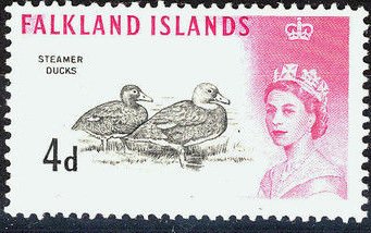 Falkland Steamer Duck (Tachyeres brachypterus) 