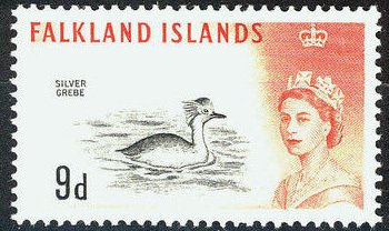 Silvery Grebe (Podiceps occipitalis) 